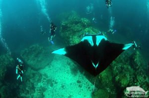 Manta Diving Phuket Scuba