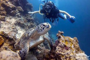 Phuket Scuba Diving with Turtles