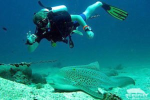 Scuba Phuket Diving with Leopard Sharks