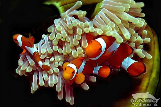 nemo anemone fish phuket