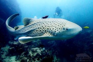 At Shark Point, Phuket a leopard shark swims close to the camera while divers look on.