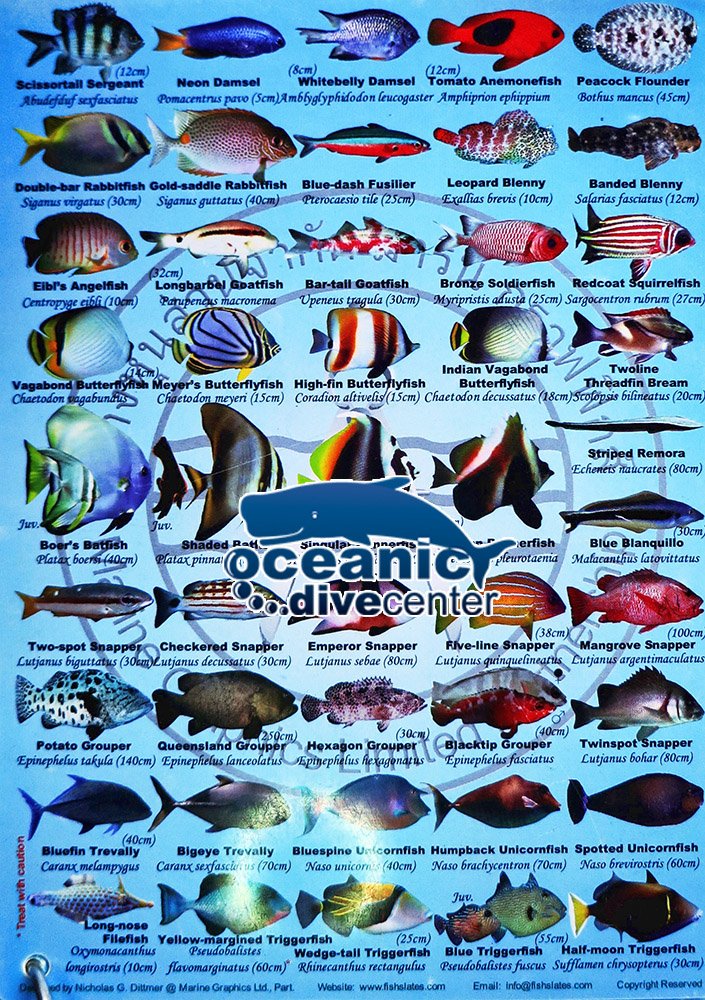 Fish ID Slates & fish ID poster at Oceanic Dive Center – Oceanic