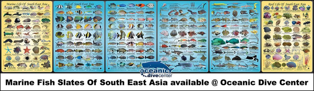 Fish ID Slates & fish ID poster at Oceanic Dive Center – Oceanic