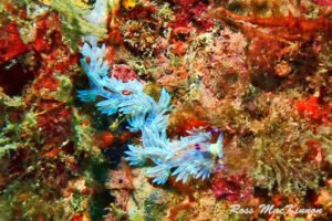 A close-up macro shot of a purple dragon nudibranch at Koh Doc Mai.