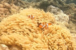 Two Nemo clownfish are swimming among the tentacles of a sea anemone. 