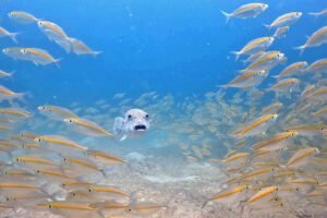 A giant puffer fish is surrounded by yellow stripe scads.